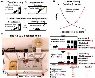 The Risky Closed Economy: A Holistic, Longitudinal Approach to Studying Fear and Anxiety in Rodents